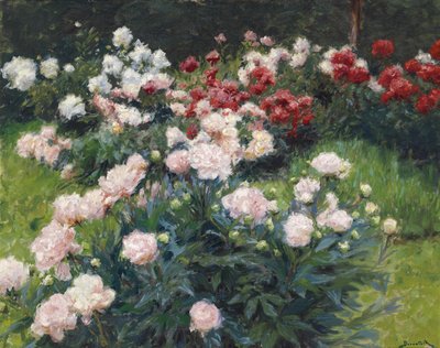 Peonies by Wilhelm Bernatzik